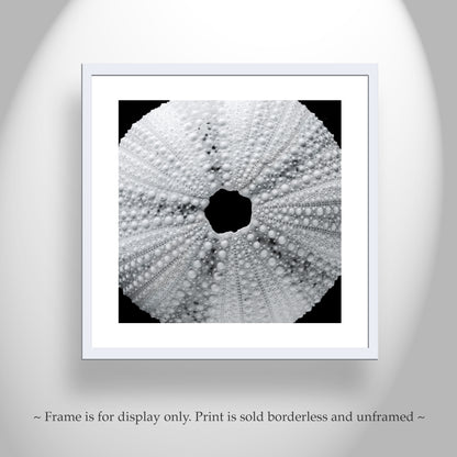 Black & White Seashell Photo Print with Sea Urchin | Abstract Nature Wall Decor