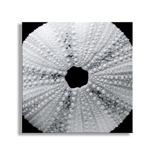 Close-up of a sea urchin shell with concentric circles on a white background. Black & White Seashell Photo Print with Sea Urchin | Abstract Nature Wall Decor