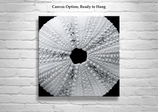 Black & White Seashell Photo Print with Sea Urchin | Abstract Nature Wall Decor