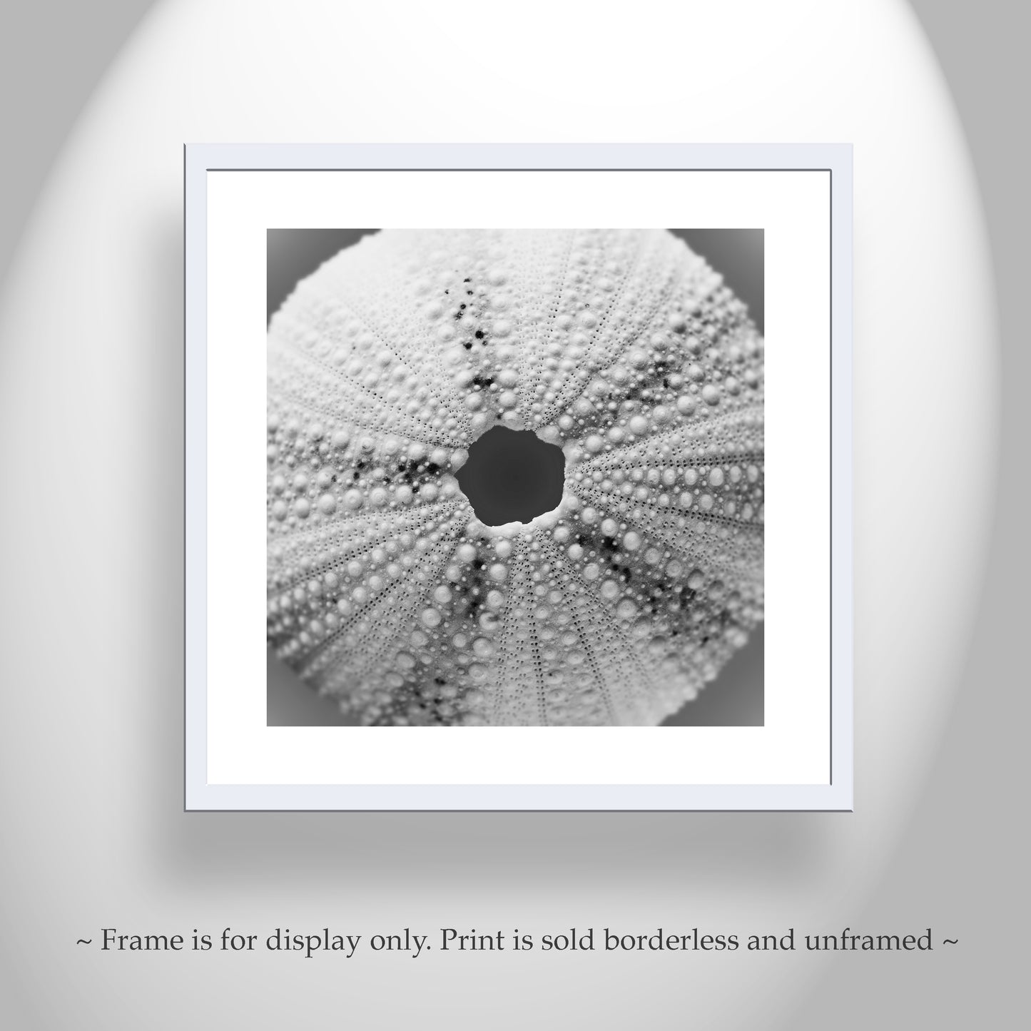 Sea Urchin Print for Home or Bathroom with Grey Seashell