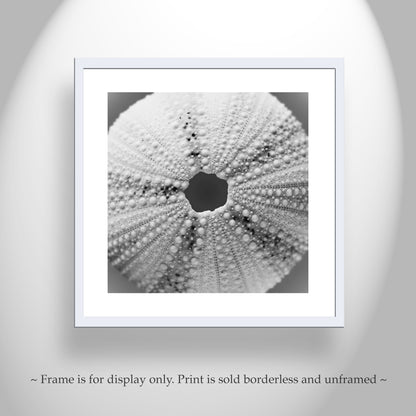 Sea Urchin Print for Home or Bathroom with Grey Seashell
