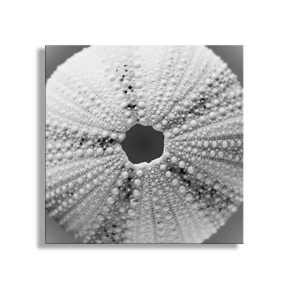 Close-up of a sea urchin shell with detailed texture on a white background. Sea Urchin Print for Home or Bathroom with Grey Seashell