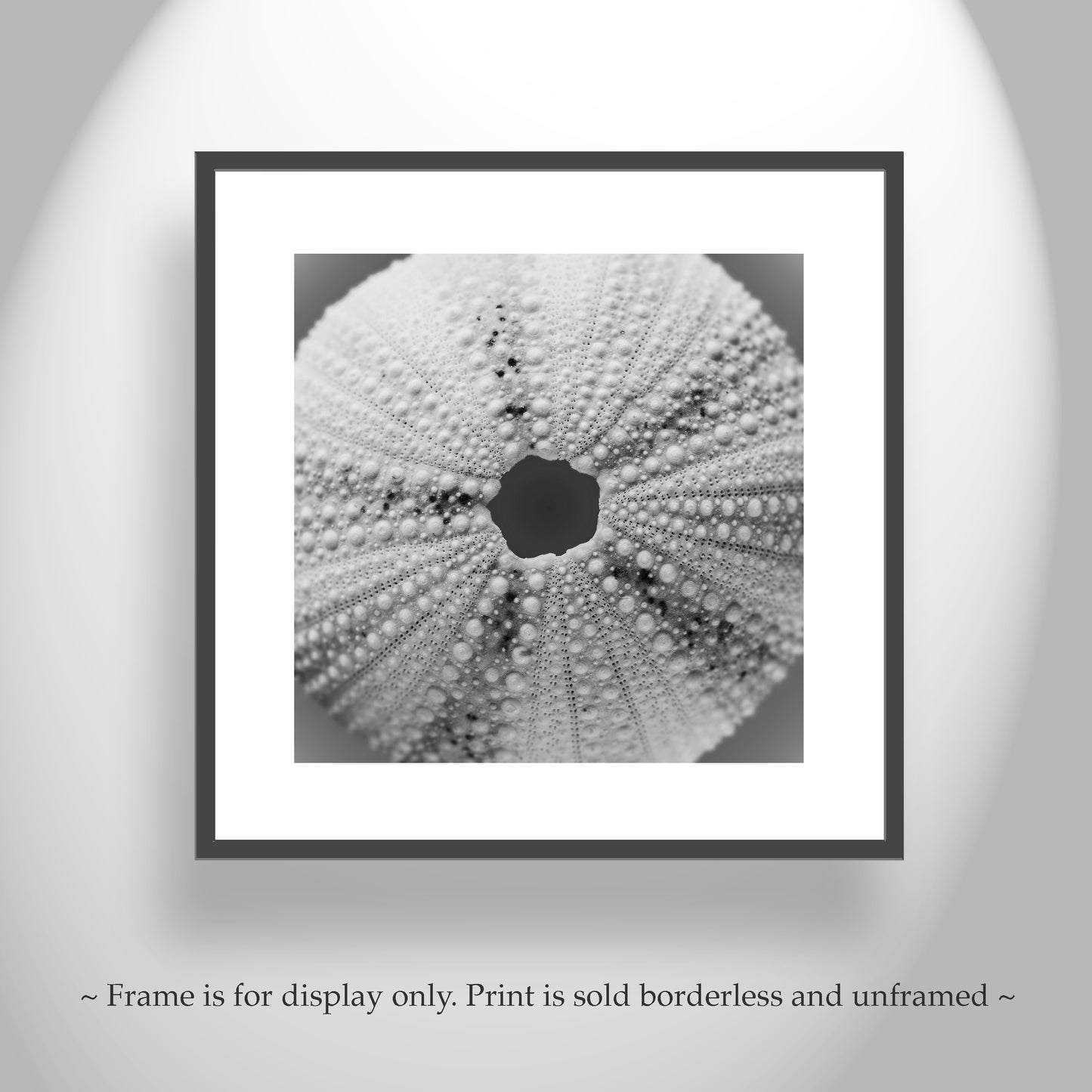 Sea Urchin Print for Home or Bathroom with Grey Seashell