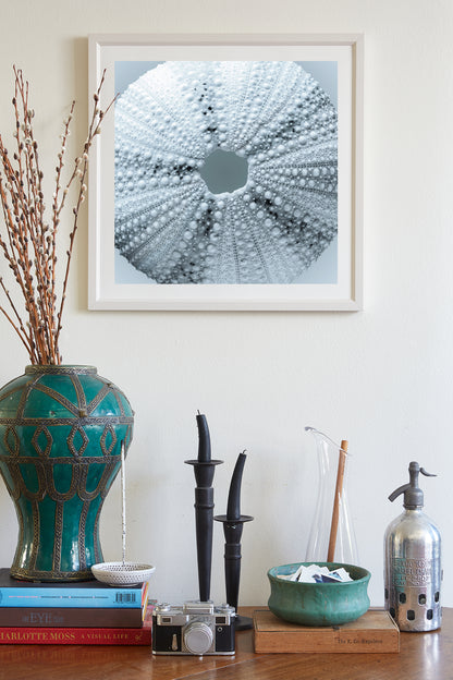 Sea Urchin Seashell Wall Decor in Pale Blue on Square Print in Abstract