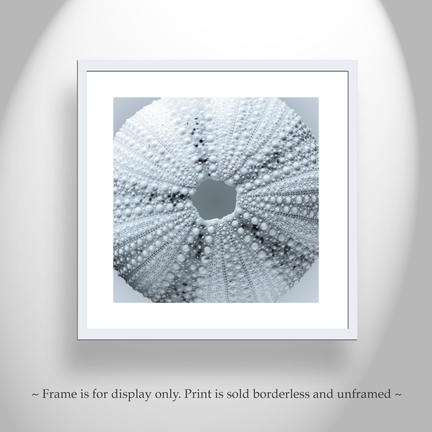 Sea Urchin Seashell Wall Decor in Pale Blue on Square Print in Abstract