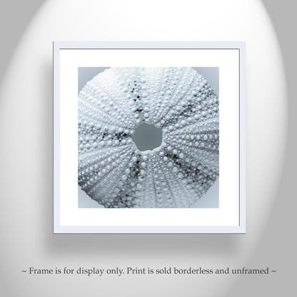 Sea Urchin Seashell Wall Decor in Pale Blue on Square Print in Abstract