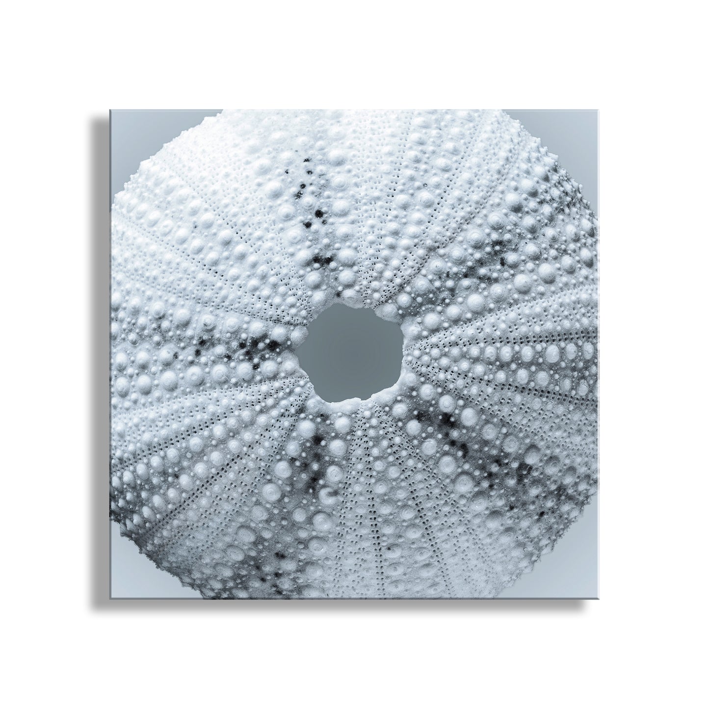 Close-up of a sea urchin shell with concentric circles on a light blue background. Sea Urchin Seashell Wall Decor in Pale Blue on Square Print in Abstract