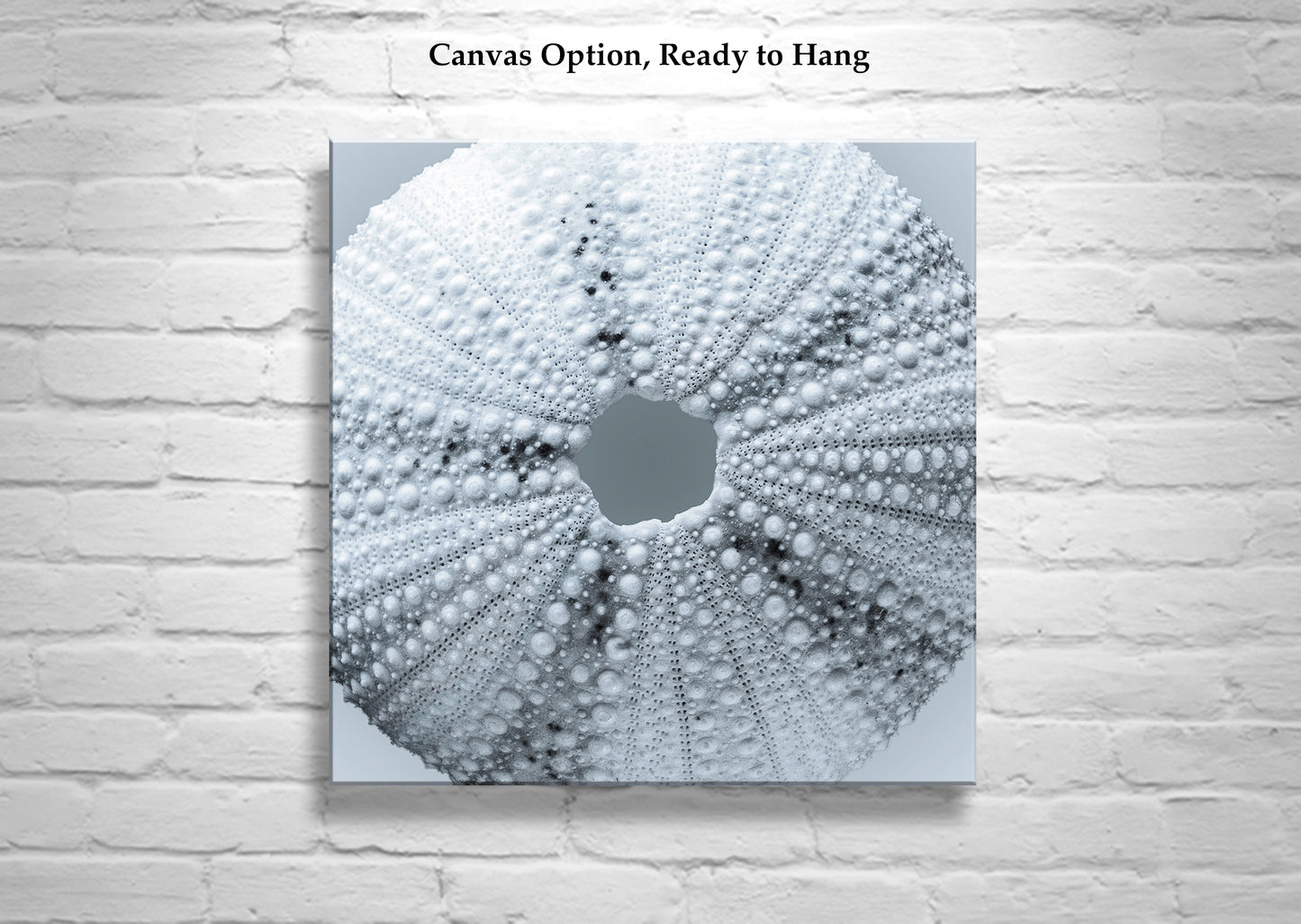 Sea Urchin Seashell Wall Decor in Pale Blue on Square Print in Abstract