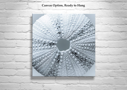 Sea Urchin Seashell Wall Decor in Pale Blue on Square Print in Abstract