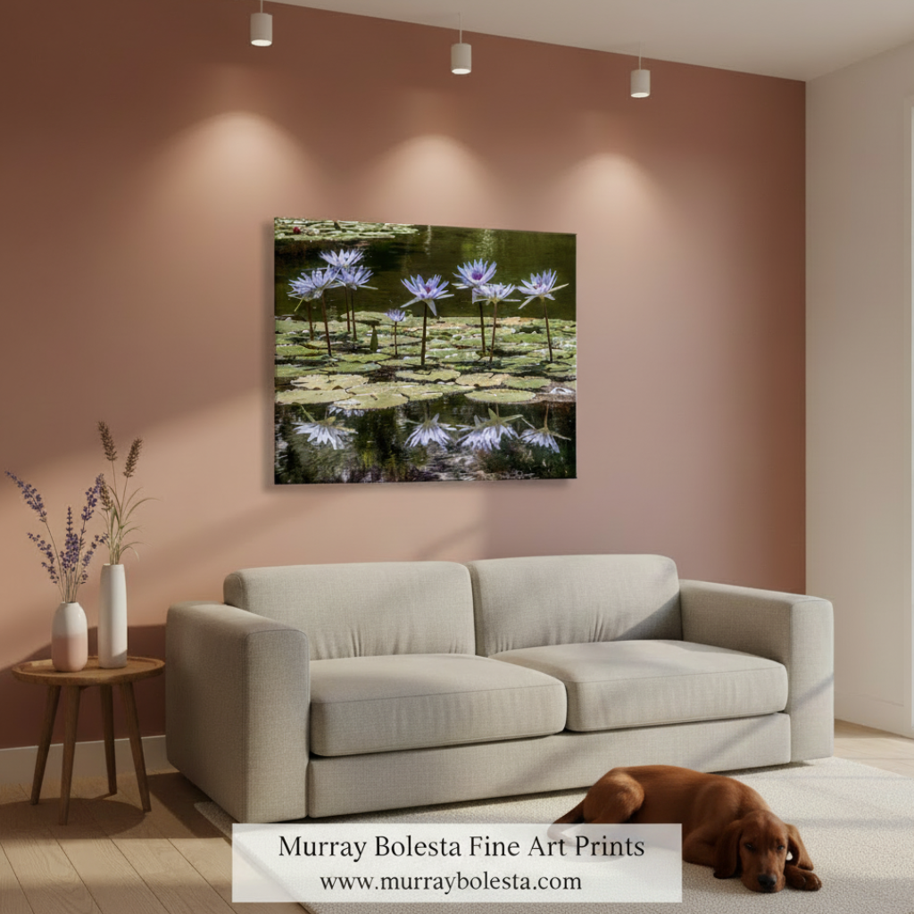 Purple water lilies on a pond with reflections. Water Lily Nature Art Print at Balboa Park San Diego California by Murray Bolesta
