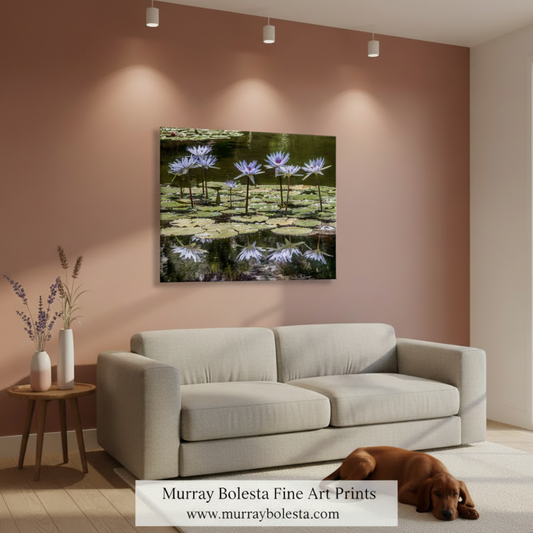 Purple water lilies on a pond with reflections. Water Lily Nature Art Print at Balboa Park San Diego California by Murray Bolesta