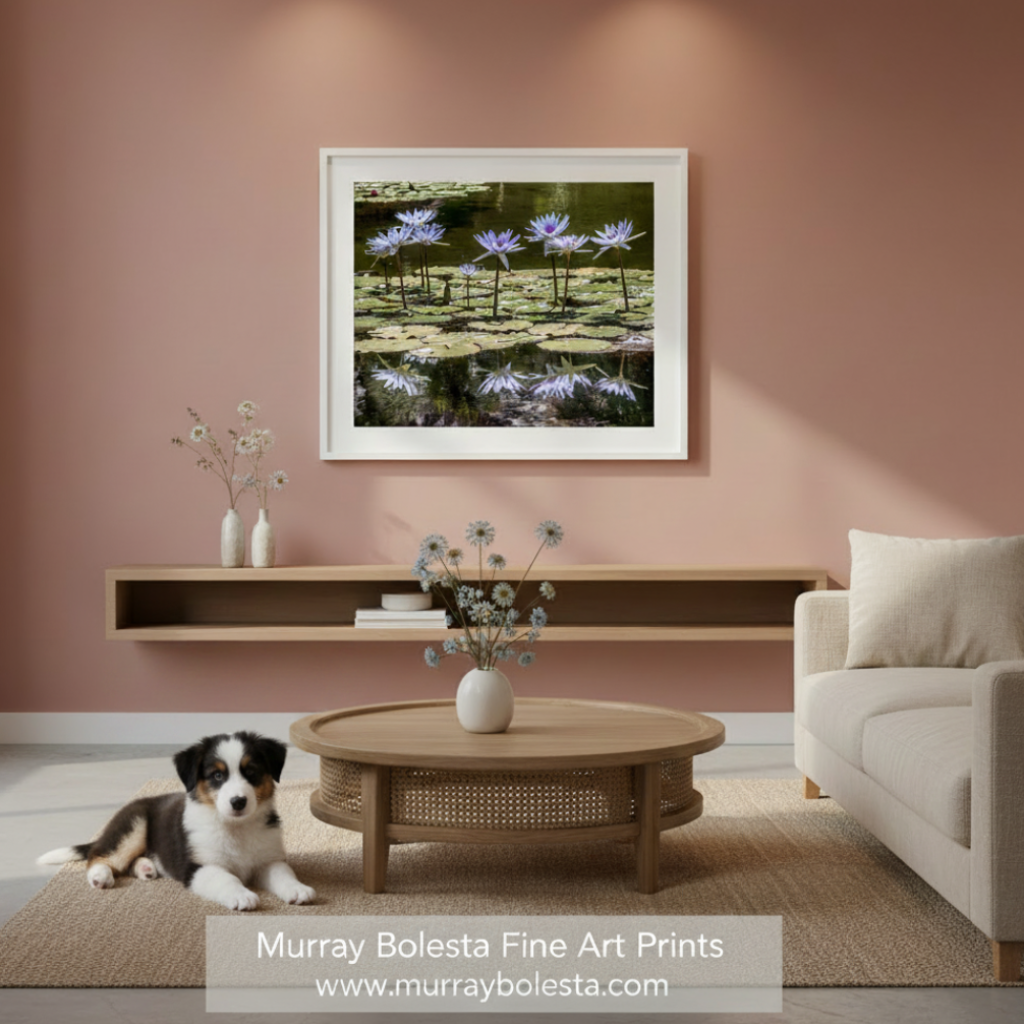 Purple water lilies on a pond with reflections. Water Lily Nature Art Print at Balboa Park San Diego California by Murray Bolesta