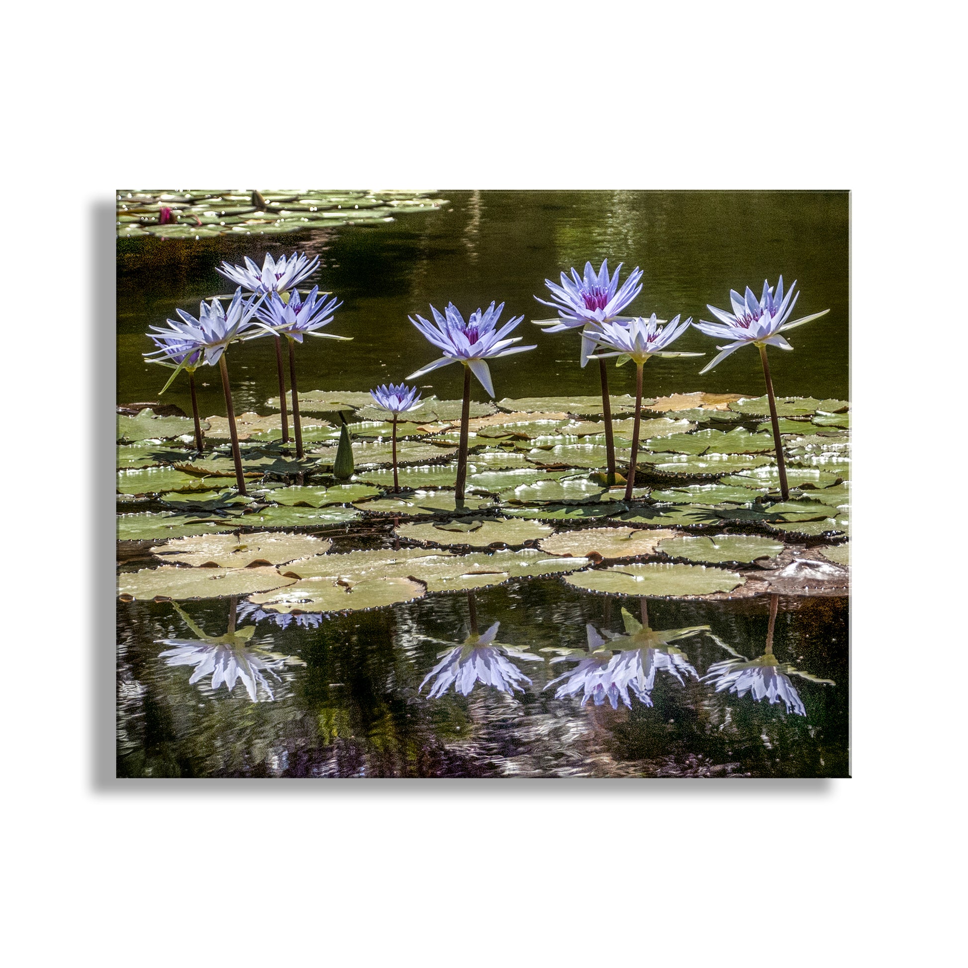 Purple water lilies on a pond with reflections. Water Lily Nature Art Print at Balboa Park San Diego California