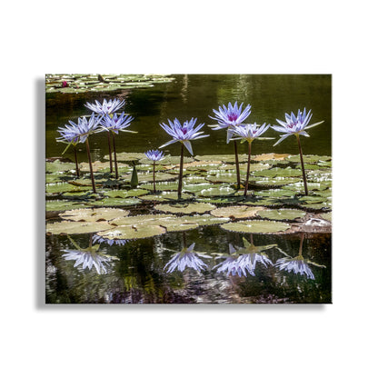 Purple water lilies on a pond with reflections. Water Lily Nature Art Print at Balboa Park San Diego California