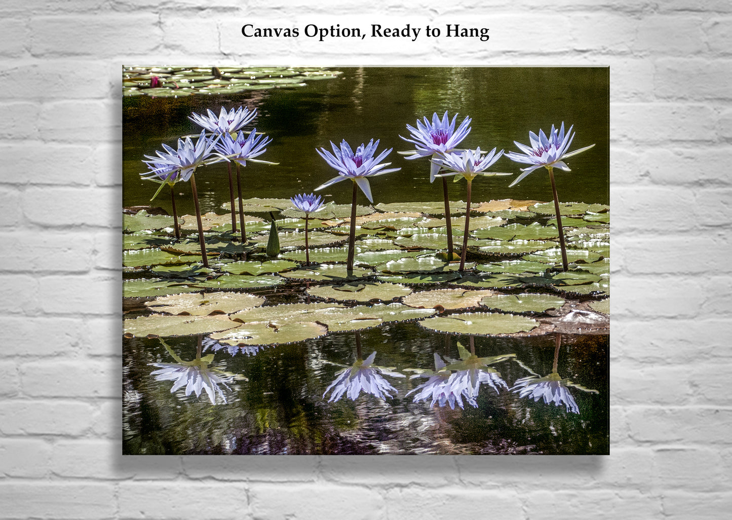 Water Lily Nature Art Print at Balboa Park San Diego California