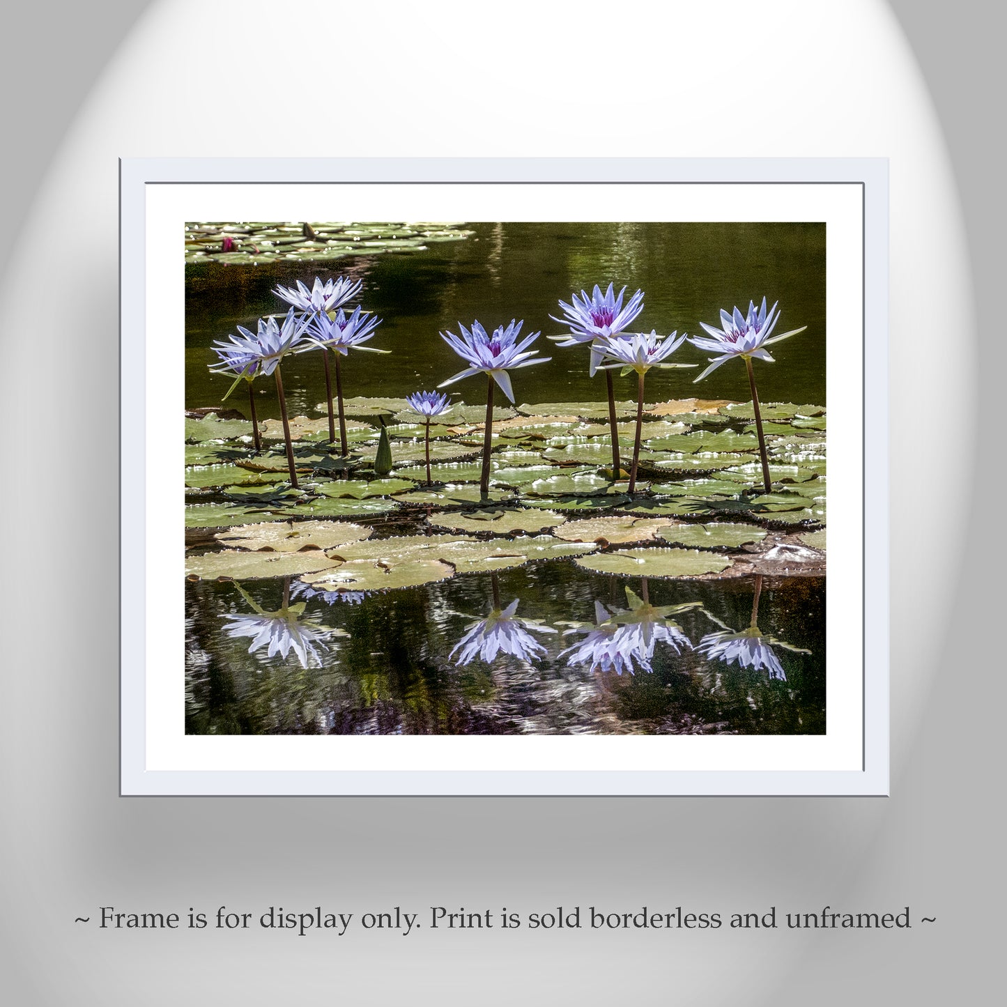 Water Lily Nature Art Print at Balboa Park San Diego California
