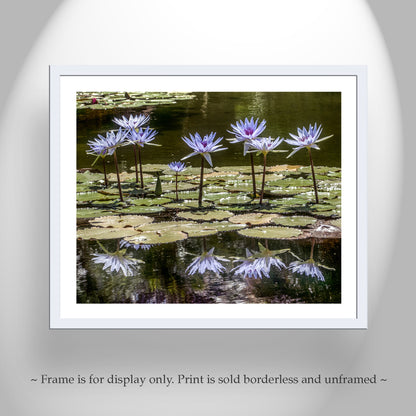 Water Lily Nature Art Print at Balboa Park San Diego California