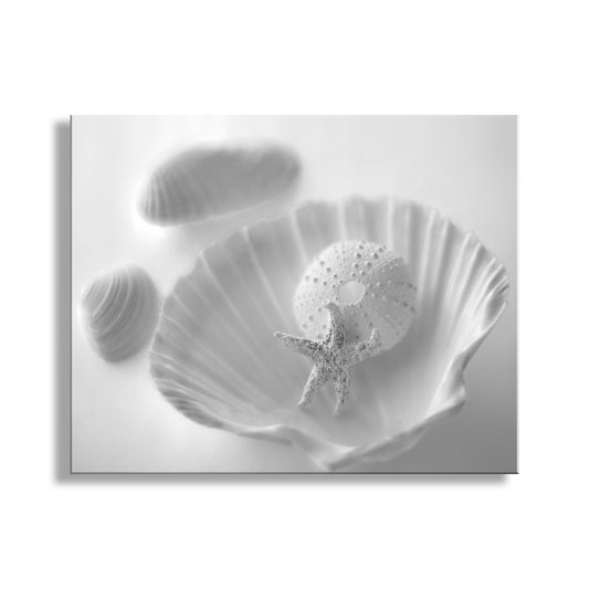 White seashell with a starfish on a white background. Seashell Picture for Bathroom in Black & White | Still Life Art