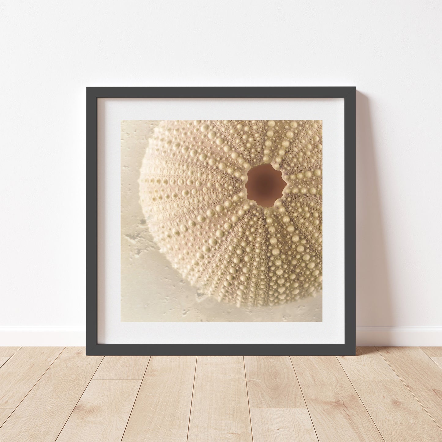 Minimalist Still Life Sea Urchin Seashell Art Print for Home or Bath