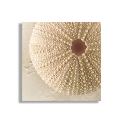 Close-up of a beige sea urchin shell on a white background. Minimalist Still Life Sea Urchin Seashell Art Print for Home or Bath