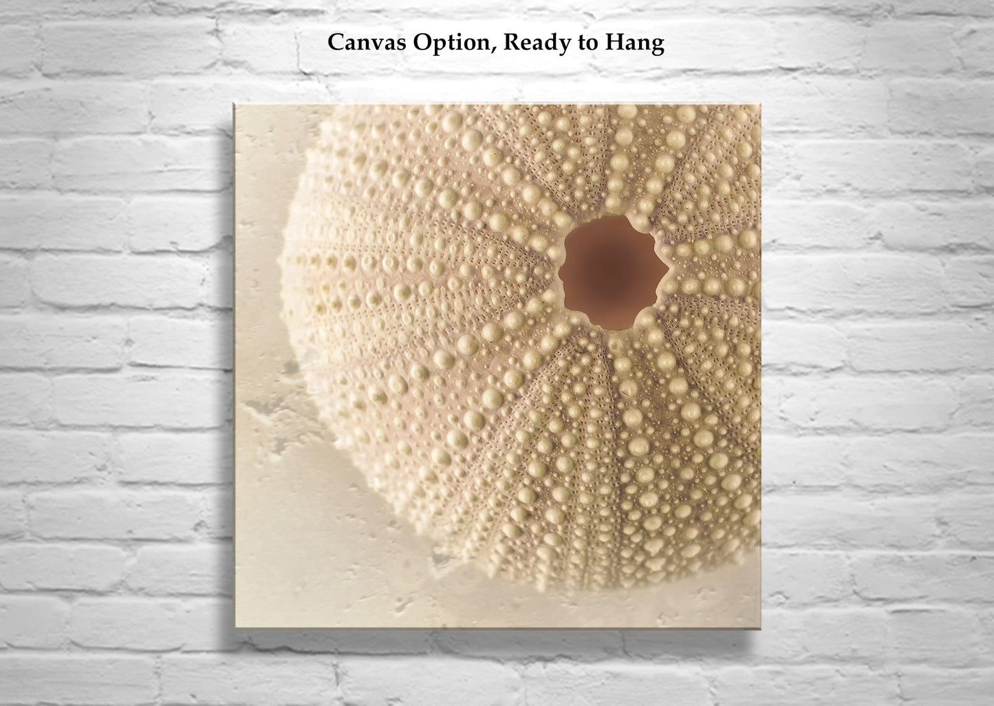 Minimalist Still Life Sea Urchin Seashell Art Print for Home or Bath