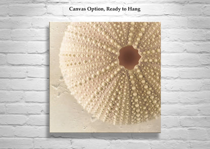Minimalist Still Life Sea Urchin Seashell Art Print for Home or Bath