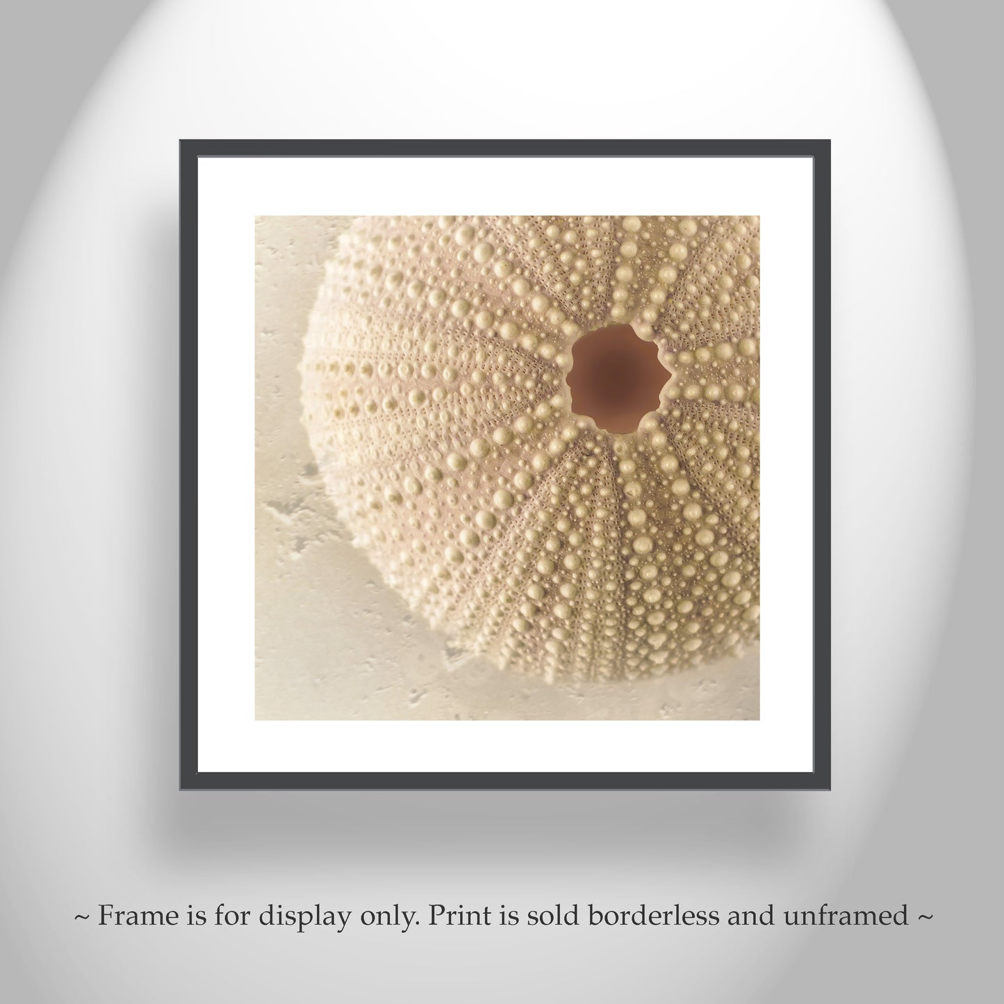 Minimalist Still Life Sea Urchin Seashell Art Print for Home or Bath