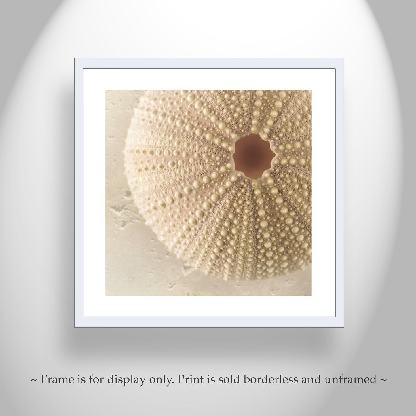 Minimalist Still Life Sea Urchin Seashell Art Print for Home or Bath