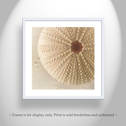 Minimalist Still Life Sea Urchin Seashell Art Print for Home or Bath