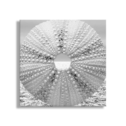 Close-up of a sea urchin shell with a textured surface on a white background. Sea Urchin Surreal Ocean Art Print in Black & White for Bath or Home
