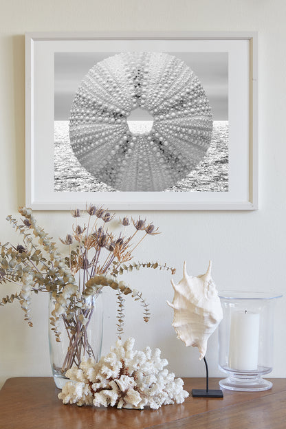 Sea Urchin Picture in Black & White as Elegant Coastal Art