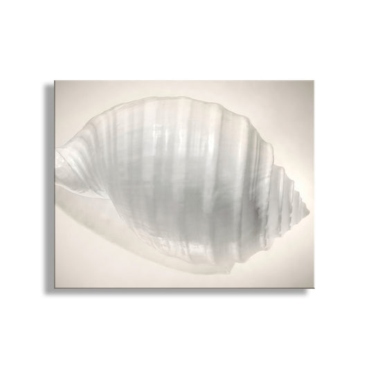 Decorative wall mirror with shell design on a white background. Seashell Wall Decor in Ivory for Bath and Home as Still Life Art Print