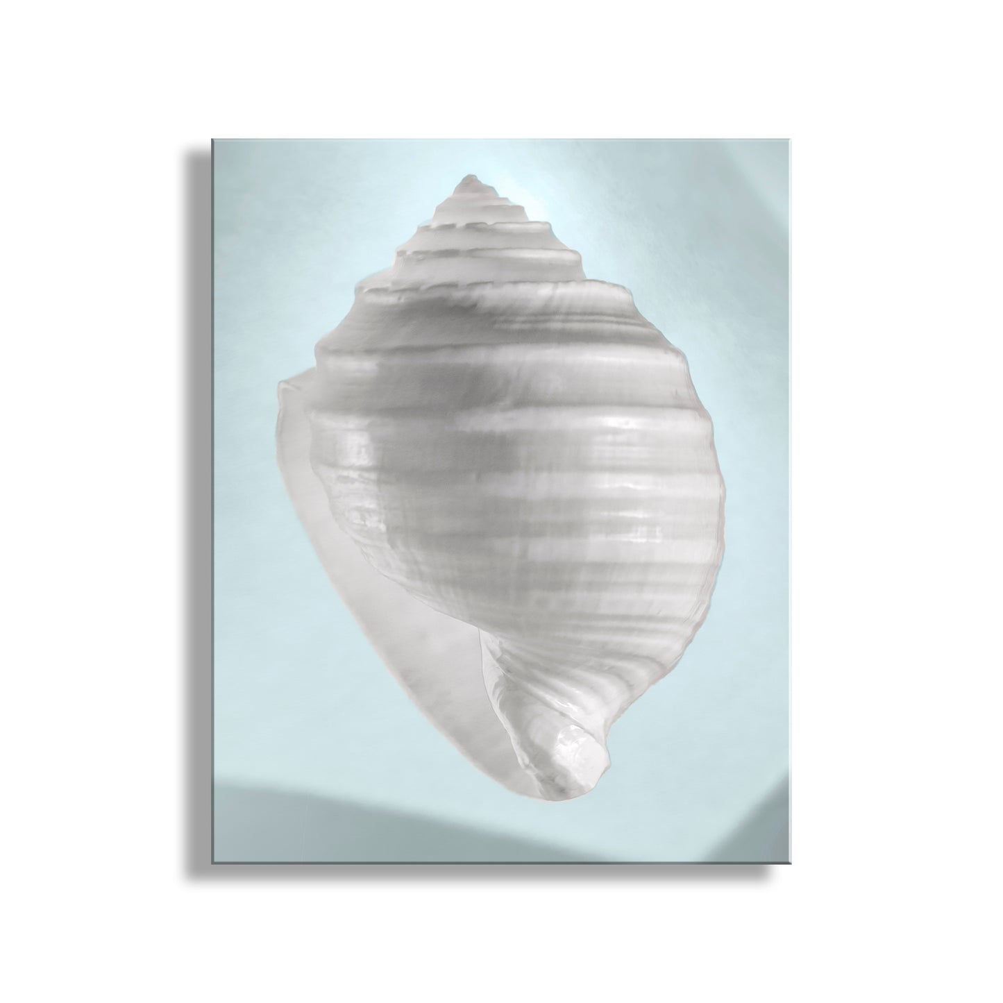 Framed artwork of a large shell on a light blue background. Blue Seashell Print Pastel Wall Decor for Home or Bath by Murray Bolesta!
