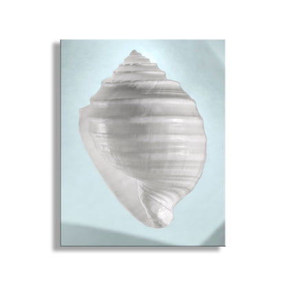Framed artwork of a large shell on a light blue background. Blue Seashell Print Pastel Wall Decor for Home or Bath by Murray Bolesta!
