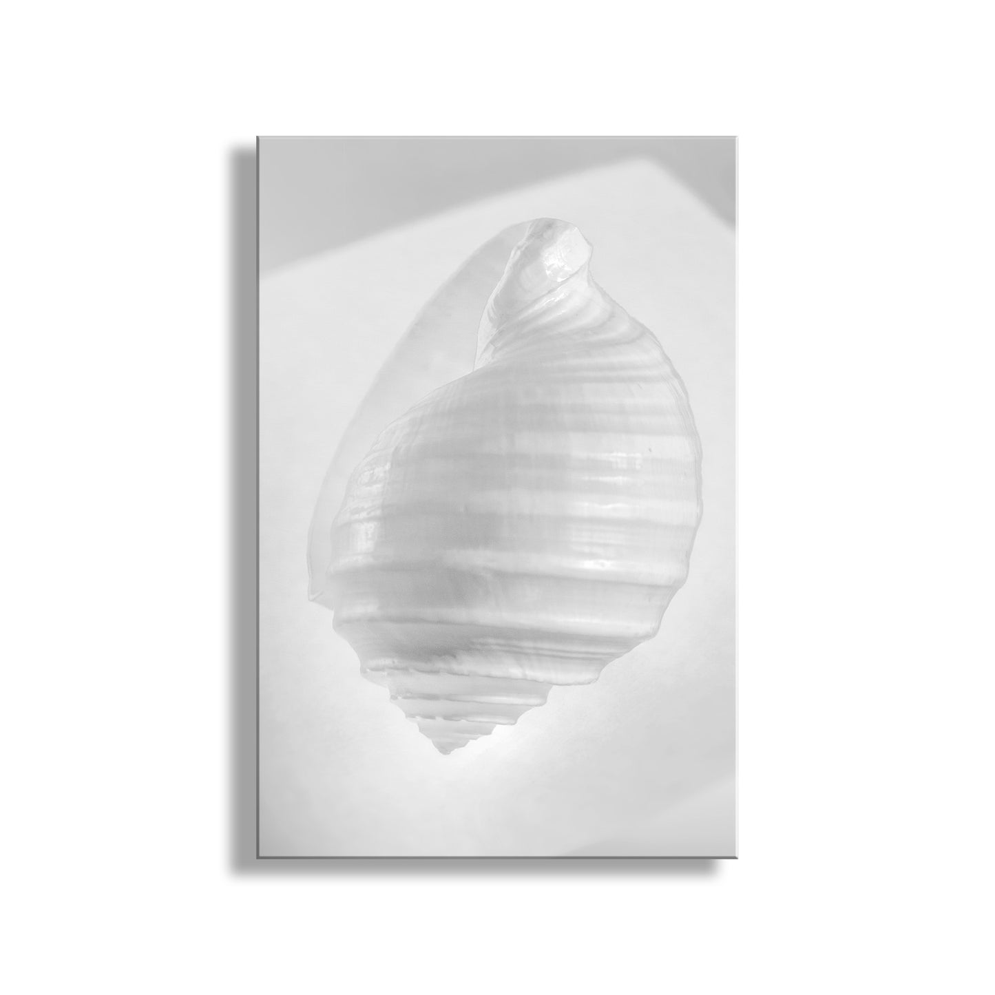White abstract sculpture on a white background. Seashell Minimalist Still Life Art in Black & White for Bath or Home