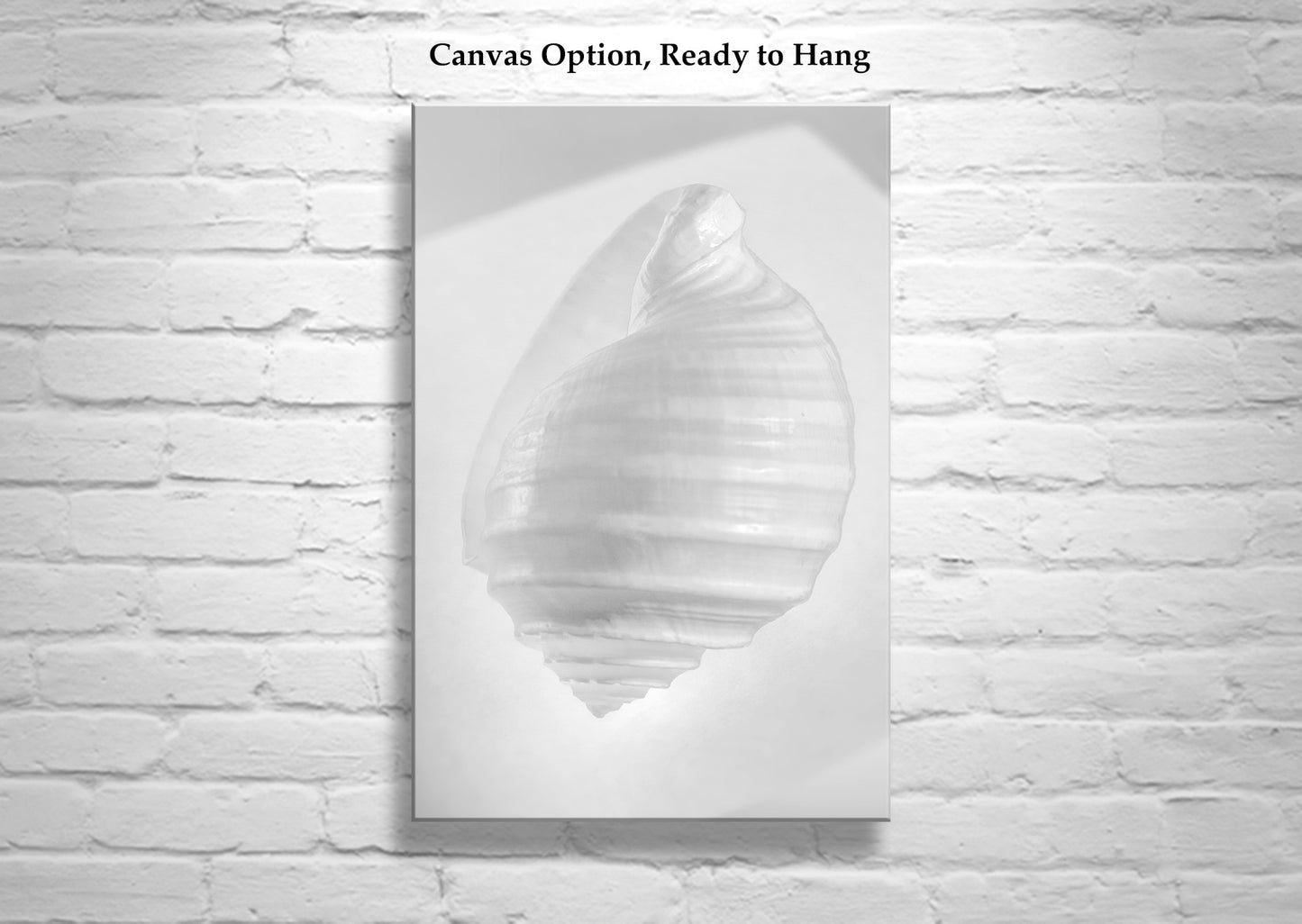 Seashell Minimalist Still Life Art in Black & White for Bath or Home