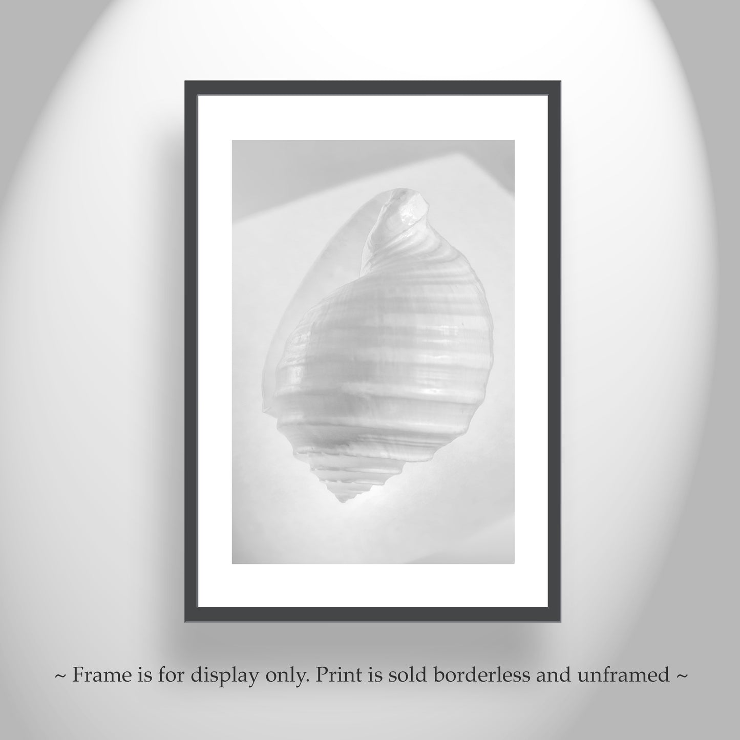 Seashell Minimalist Still Life Art in Black & White for Bath or Home