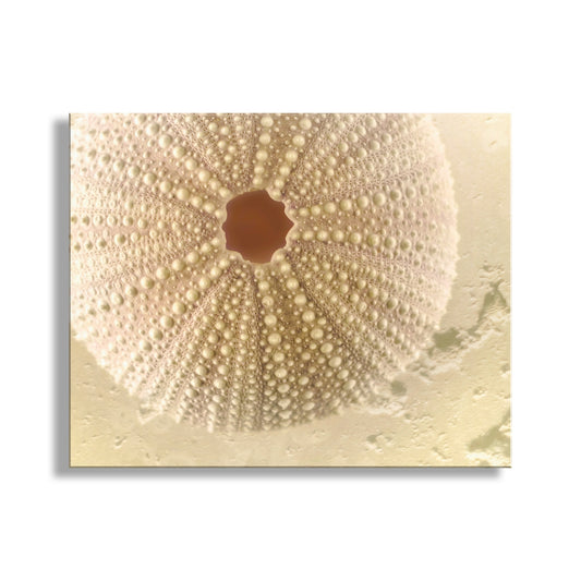 Close-up of a textured beige surface with a central circular pattern. Seashell Art Print | Sea Urchin Home Decor Gift in Neutral Tones