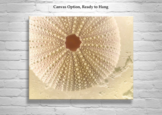 Seashell Art Print | Sea Urchin Home Decor Gift in Neutral Tones