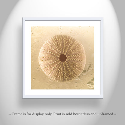 Sea Urchin Seashell Art Print by Murray Bolesta in Beige Neutral Tones
