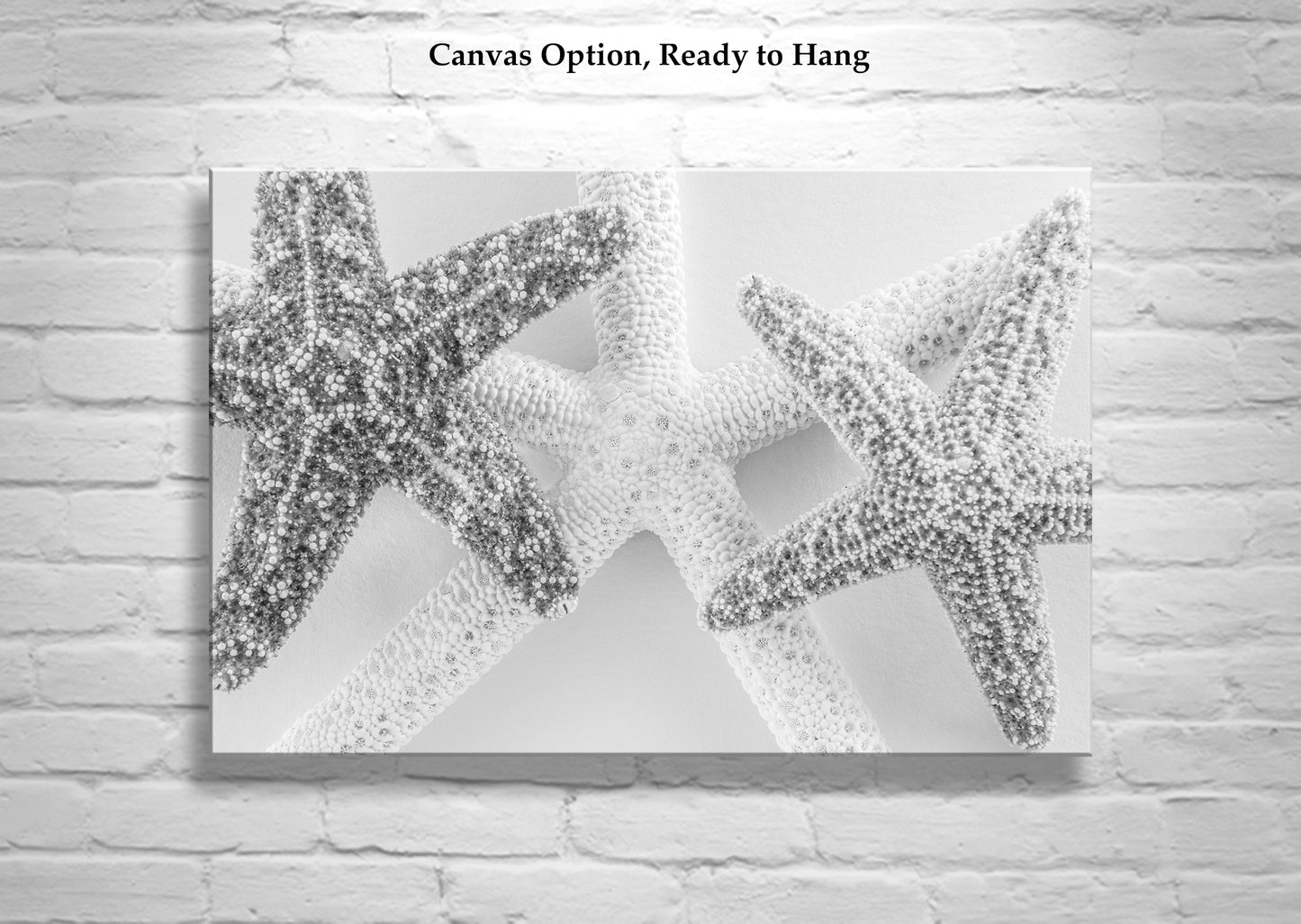 My original black &amp; white starfish picture for your bathroom walls, or for anywhere! Unique signed art by Murray Bolesta.