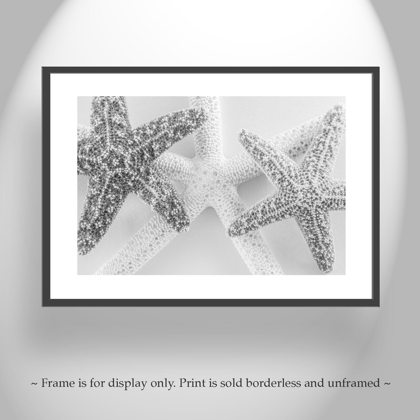 Starfish Photography Print in Black and White as Wall Art for Bath or Home
