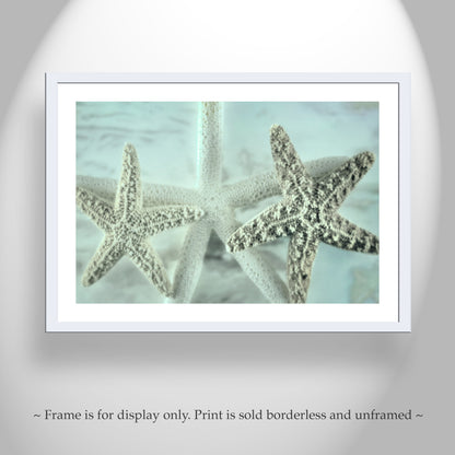 Starfish Wall Decor for Home or Bathroom by Murray Bolesta!