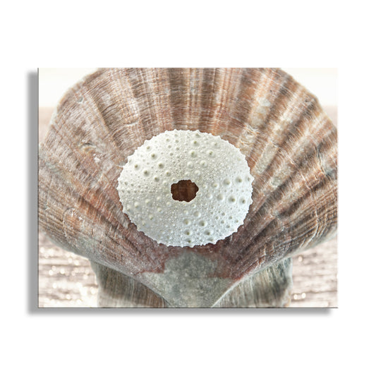 Close-up of a sand dollar on a large shell with a white background. Surreal Seashell Art Print | Ocean Coastal Decor by Murray Bolesta