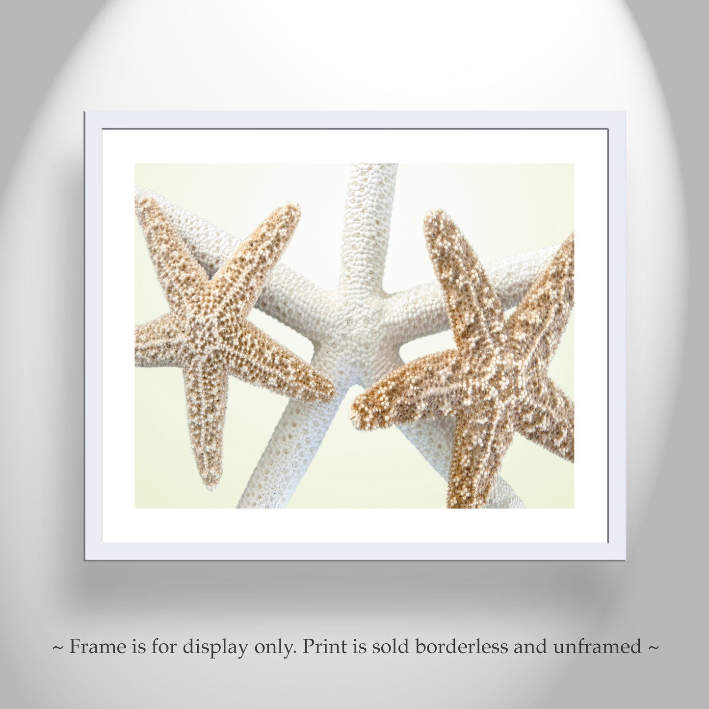 Sea Star Wall Art in Pale Yellow for Bathroom or Home by Murray Bolesta!