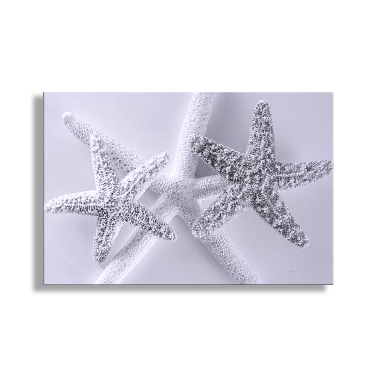 Two starfish on a textured white background. Seashell Art Print in Pale Blue with Starfish for Bathroom or Anywhere
