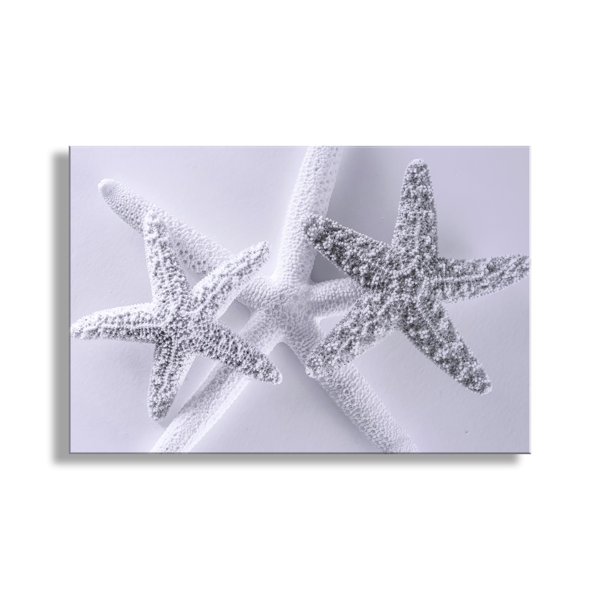 Two starfish on a textured white background. Seashell Art Print in Pale Blue with Starfish for Bathroom or Anywhere