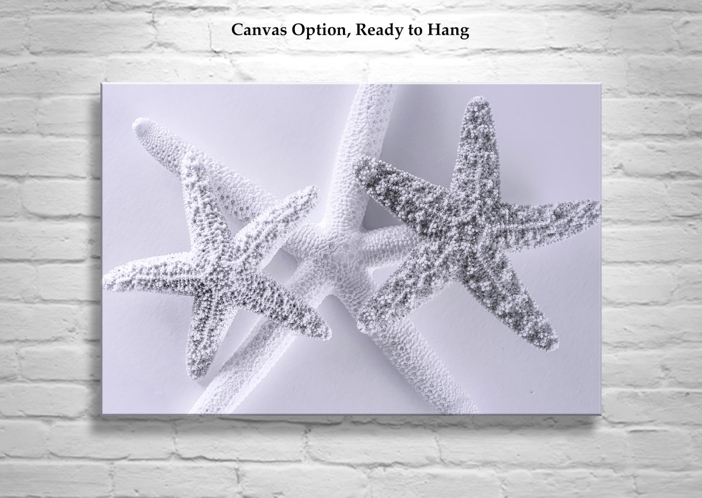 Seashell Art Print in Pale Blue with Starfish for Bathroom or Anywhere