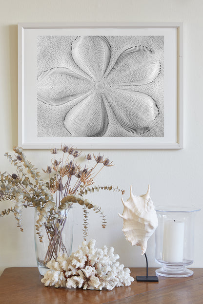 Sea Biscuit Sea Shell Artwork in Black & White | Abstract Nature Wall Decor
