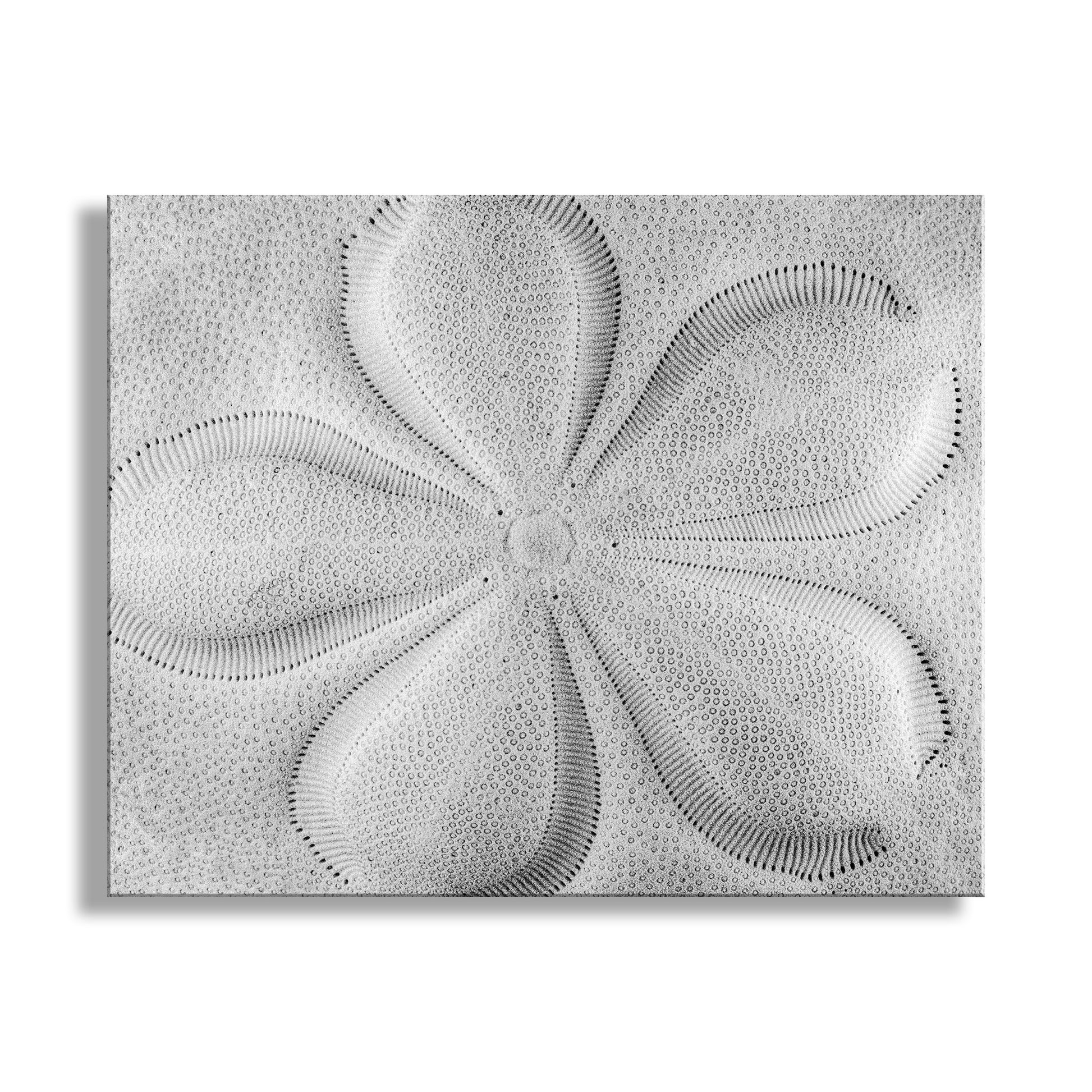 Decorative wall art with a geometric pattern on a white background. Sea Biscuit Sea Shell Artwork in Black and White | Abstract Wall Decor